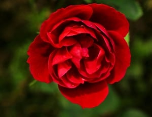 red rose blooming during daytime thumbnail