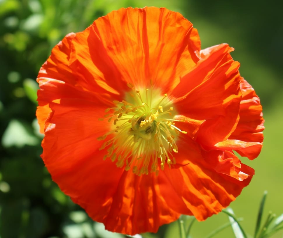 orange poppy flower preview