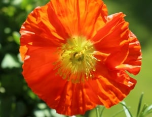 orange poppy flower thumbnail