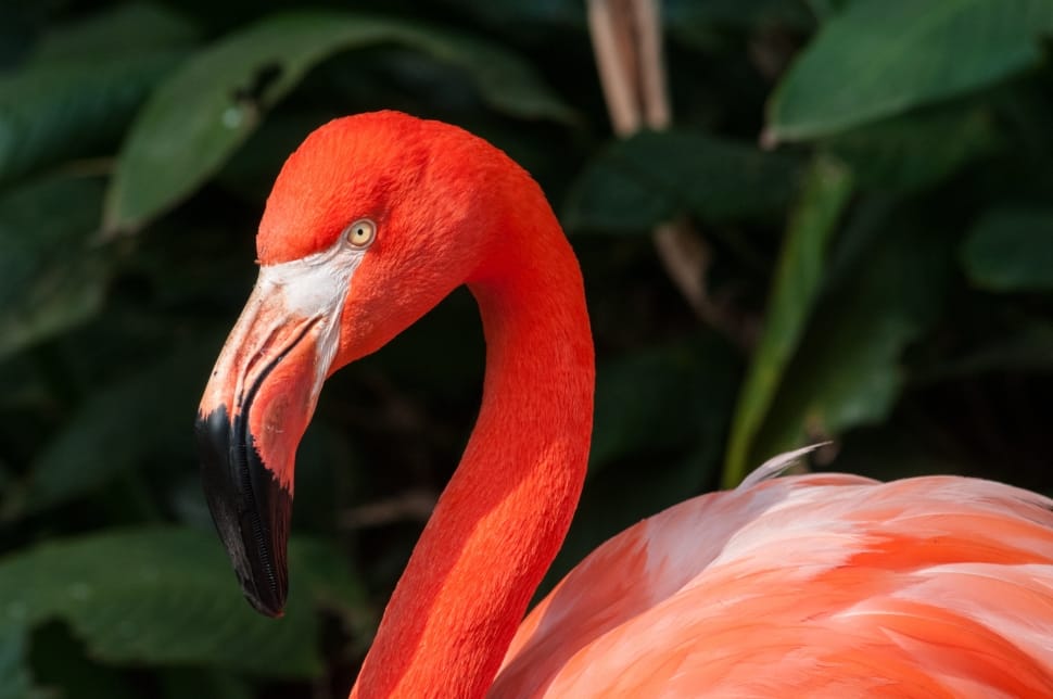 red flamingo preview