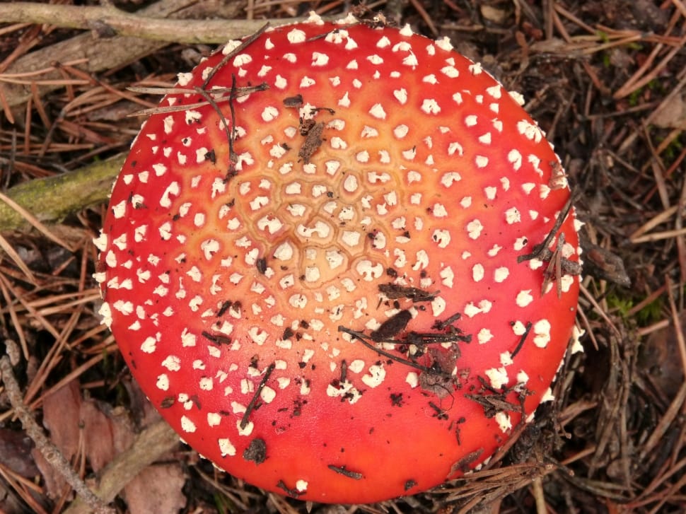 Amanita Muscaria, Geometry, Mushroom, mushroom, fly agaric mushroom preview