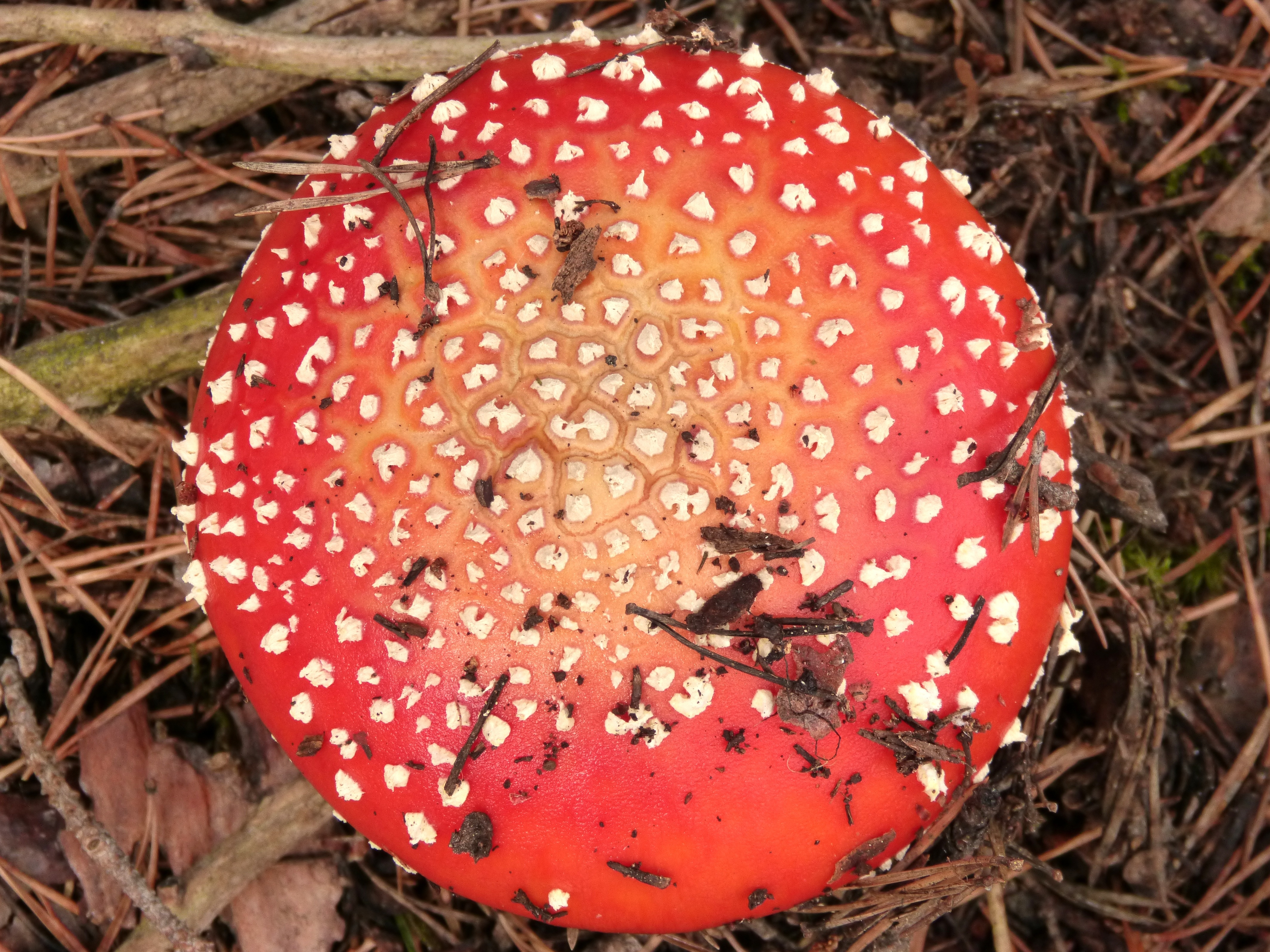 Amanita Muscaria, Geometry, Mushroom, mushroom, fly agaric mushroom