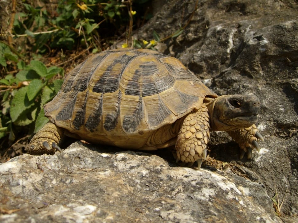 brown tortoise preview