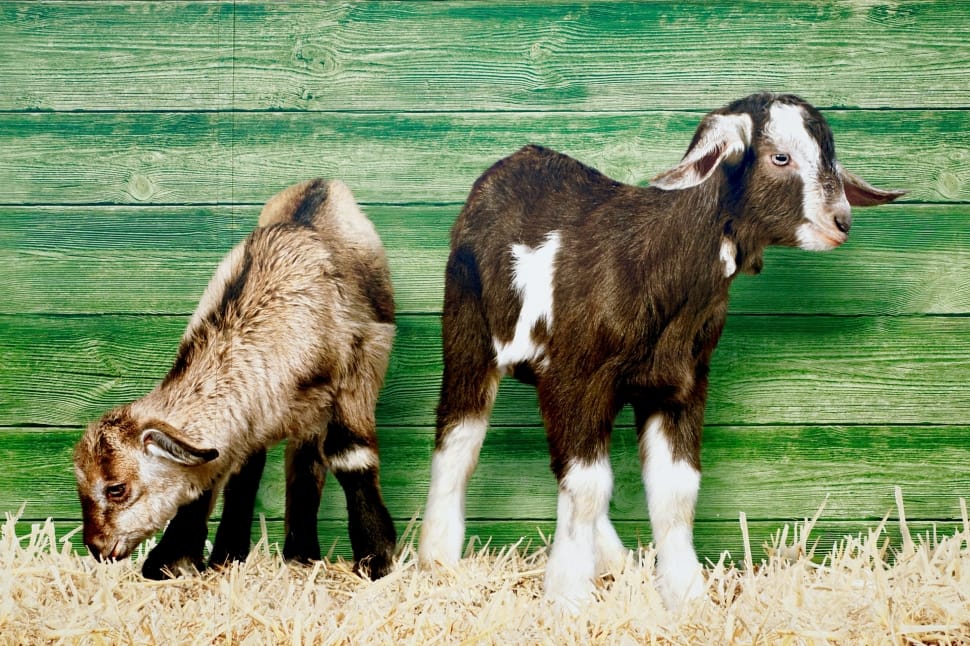 Image, Young Animals, Goats, Straw, domestic animals, livestock preview