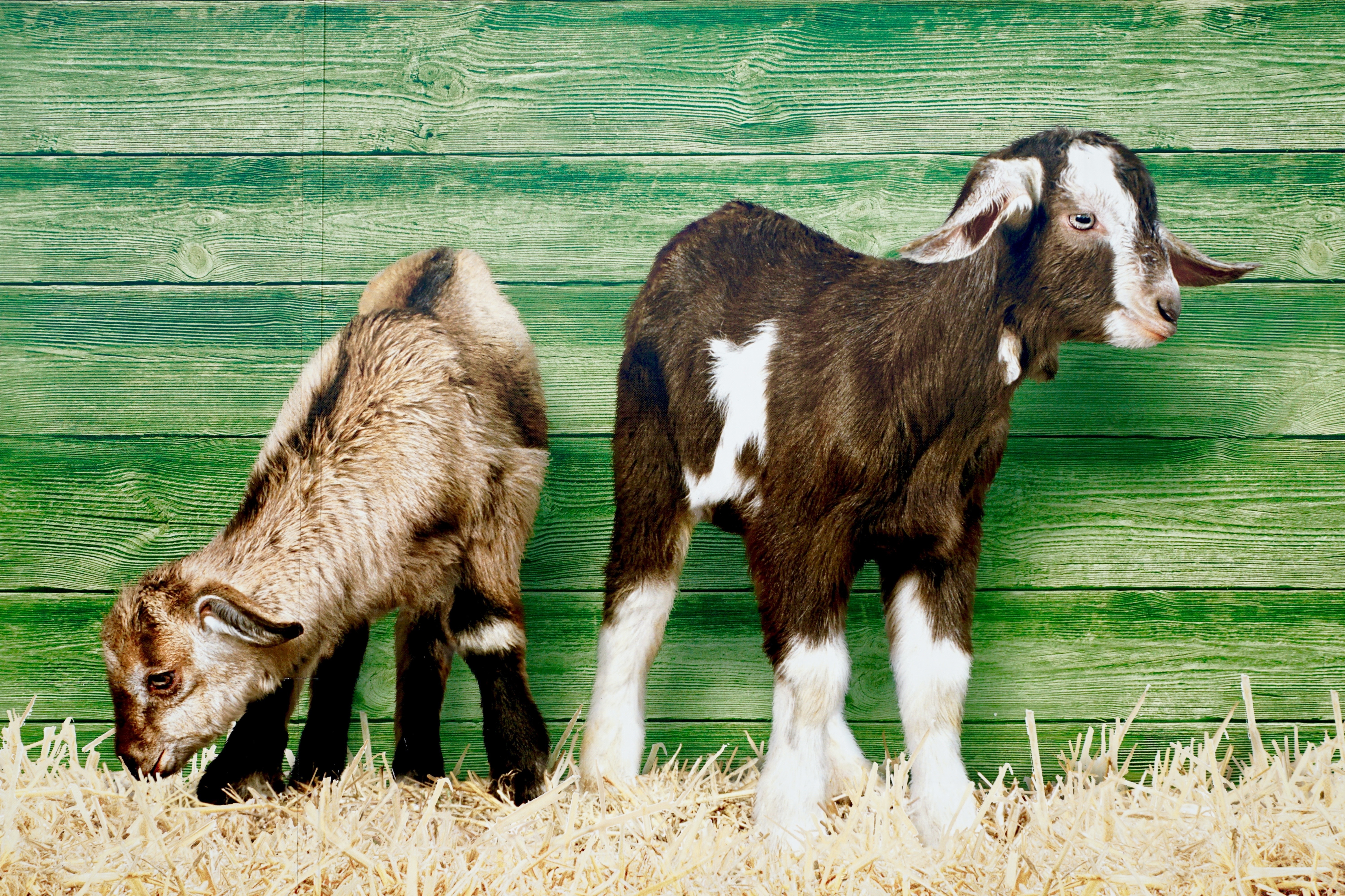 Image, Young Animals, Goats, Straw, domestic animals, livestock free image  | Peakpx