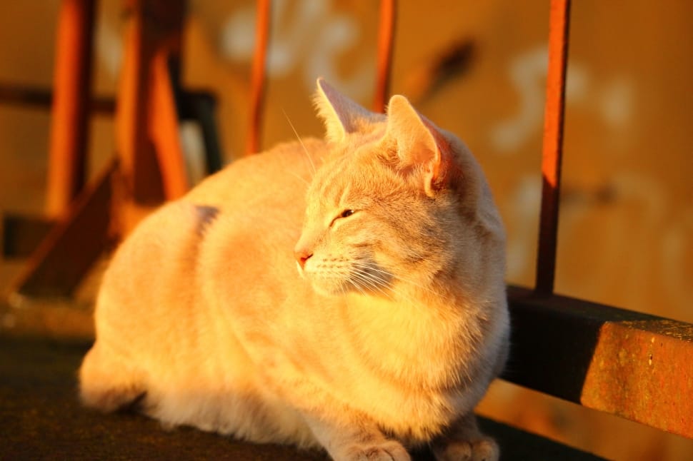 Cat, Autumn, Stainless, Evening Light, domestic cat, pets preview
