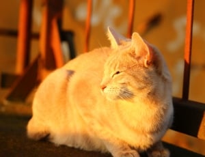 Cat, Autumn, Stainless, Evening Light, domestic cat, pets thumbnail