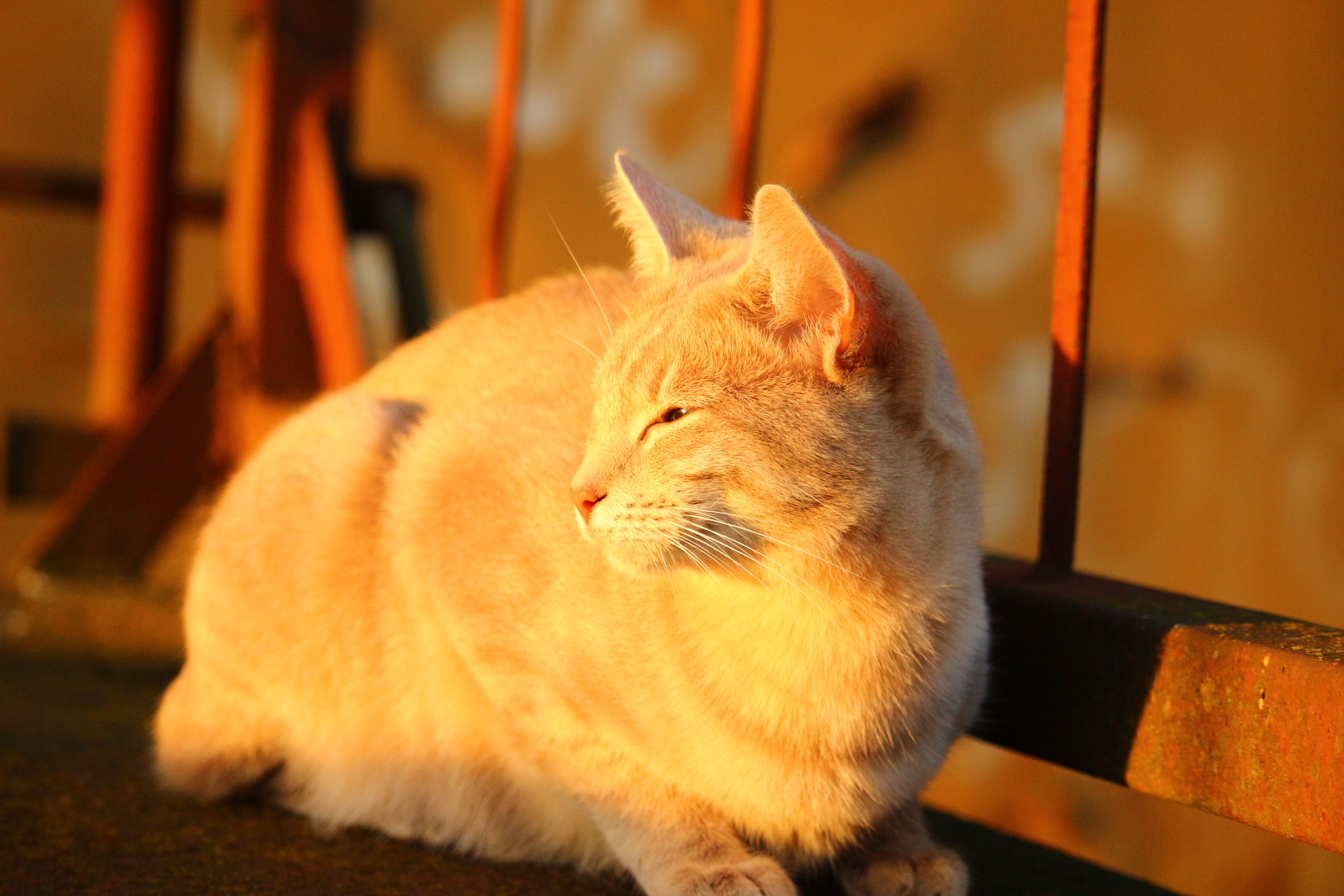 Cat, Autumn, Stainless, Evening Light, domestic cat, pets