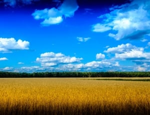 brown wheat field under cloudy sky thumbnail