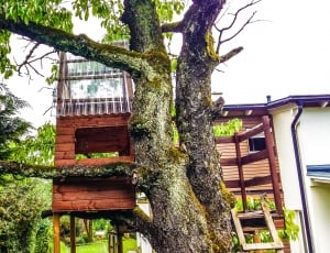 brown wooden tree house thumbnail