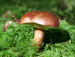 brown mushroom on green grasses thumbnail