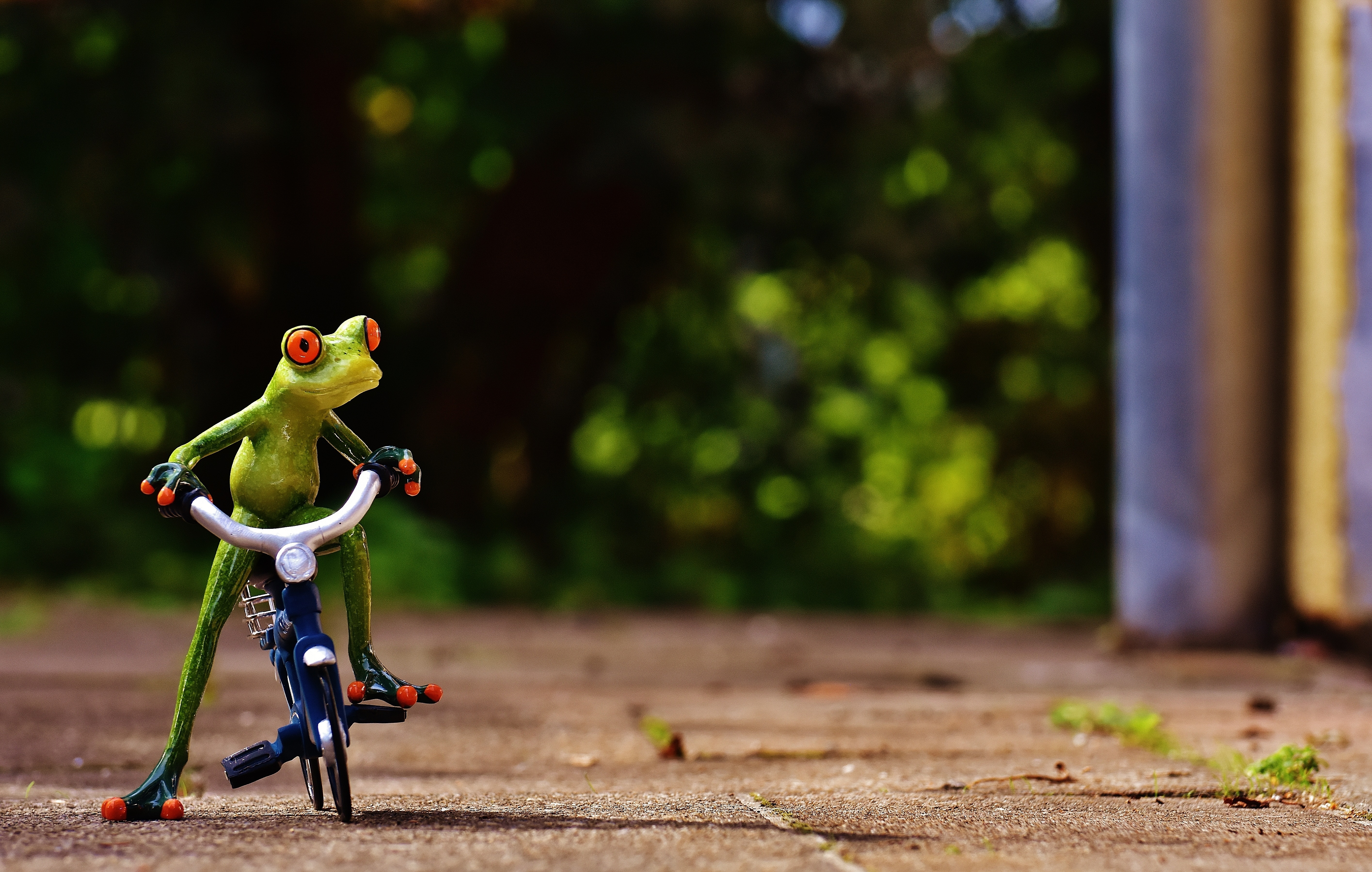 Frog cheap riding bicycle