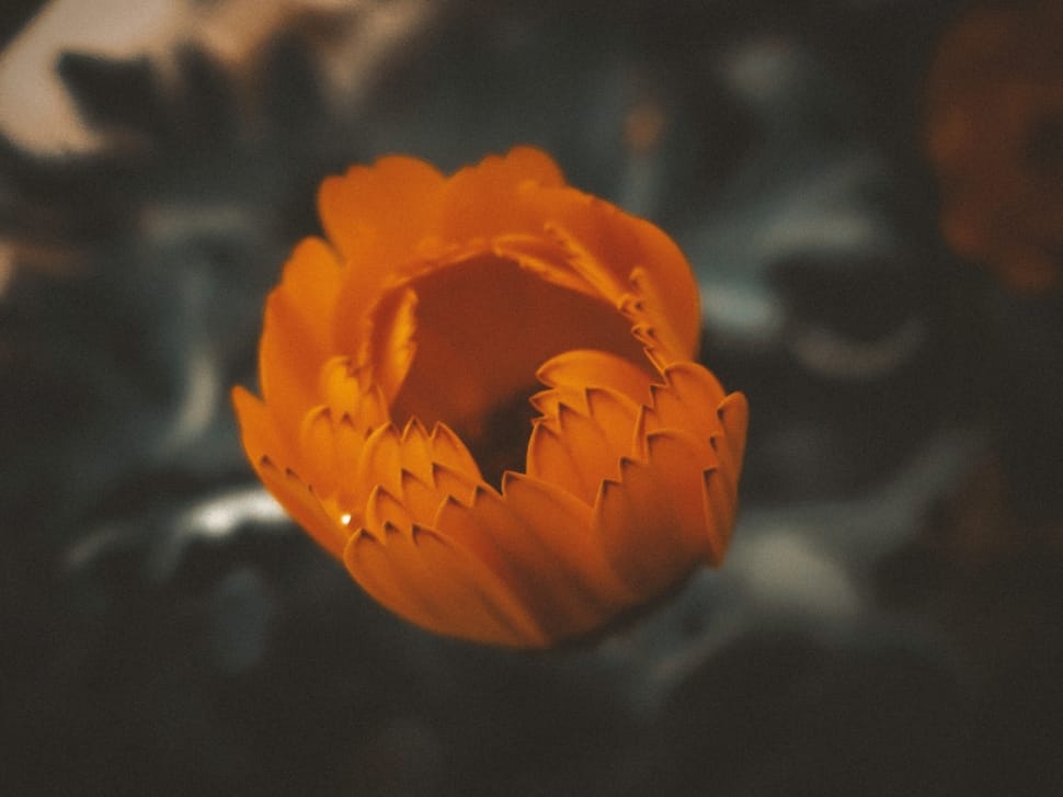 orange tulip flower preview