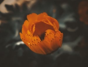 orange tulip flower thumbnail