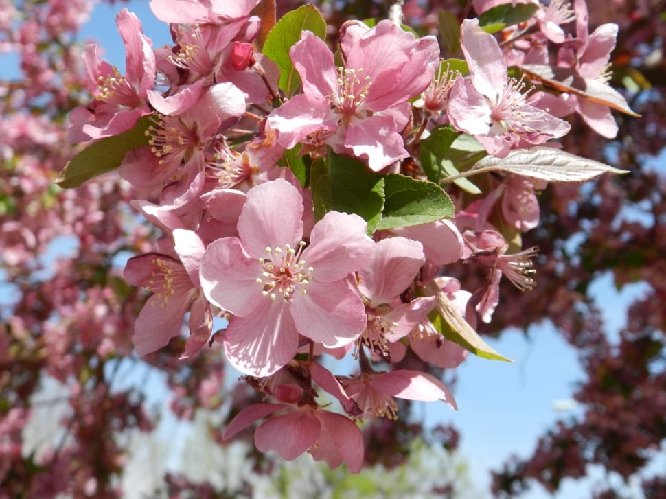 Nature, Crab Apple, Pink, Flowers, flower, growth preview