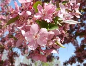 Nature, Crab Apple, Pink, Flowers, flower, growth thumbnail