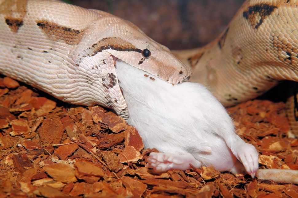 white mouse and gray snake preview