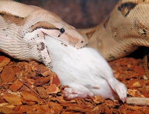 white mouse and gray snake thumbnail