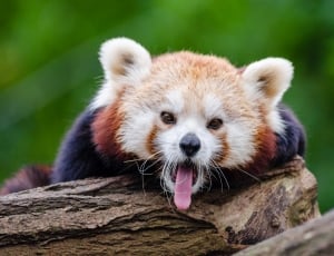 Yawning red Panda thumbnail