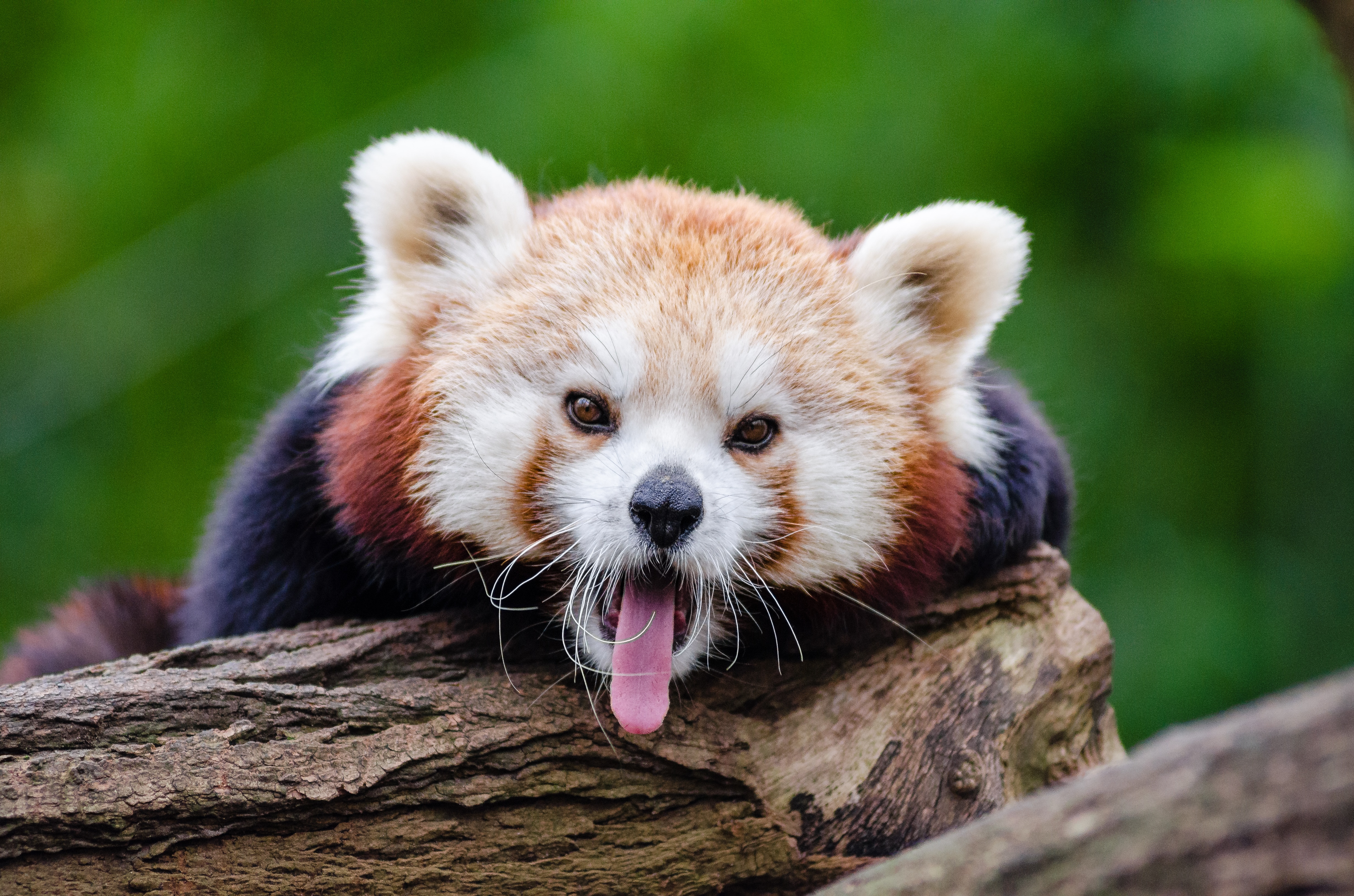 Yawning red Panda