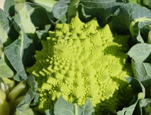 green cauliflower thumbnail
