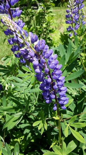 Garden, Flower, Purple Lupine, Lupine, purple, flower thumbnail