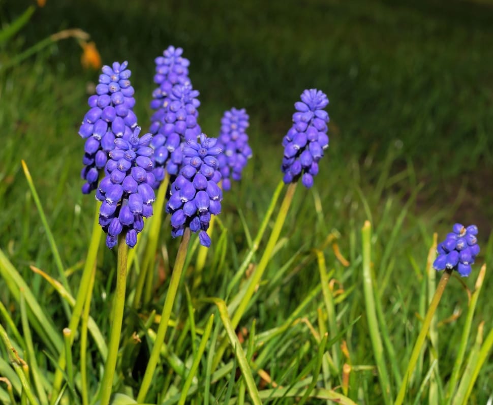 grape hyacinth flowers preview