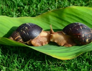 two snails thumbnail