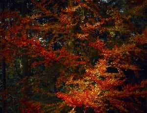 red leaf tree thumbnail