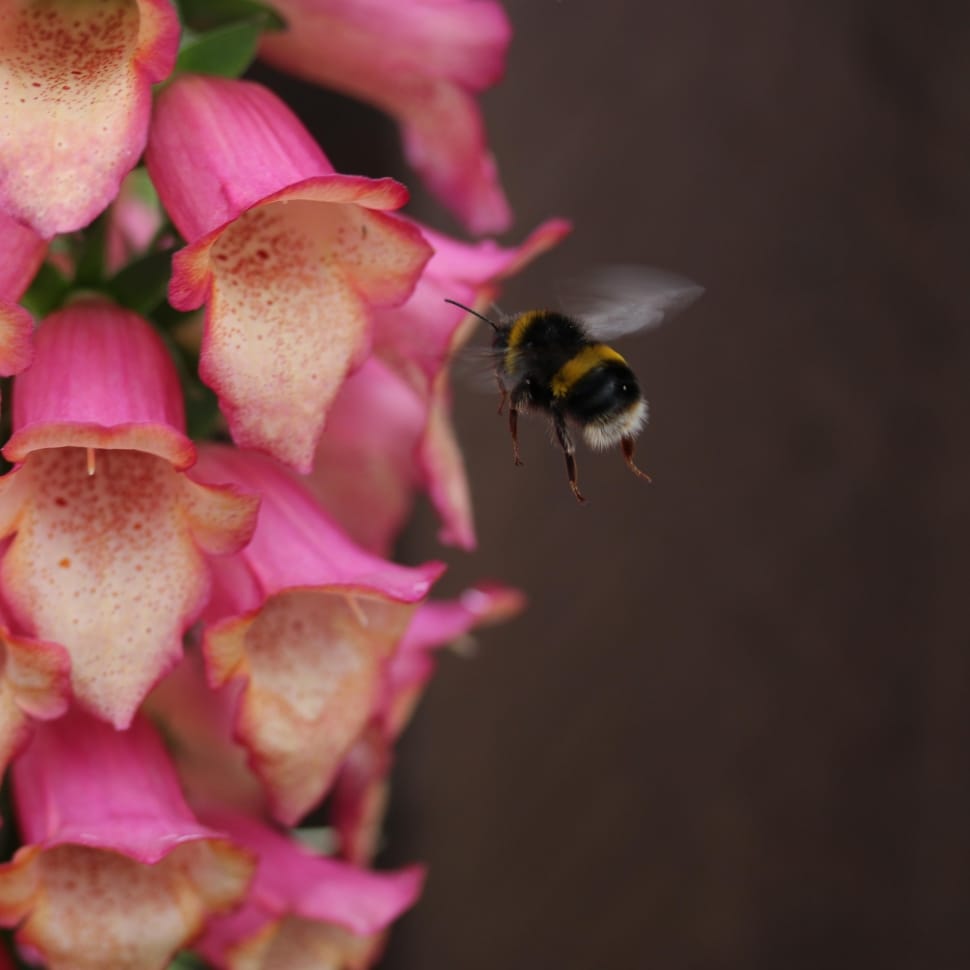 bumblebee near pink and white petaled flower closeup photography preview