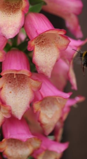 bumblebee near pink and white petaled flower closeup photography thumbnail