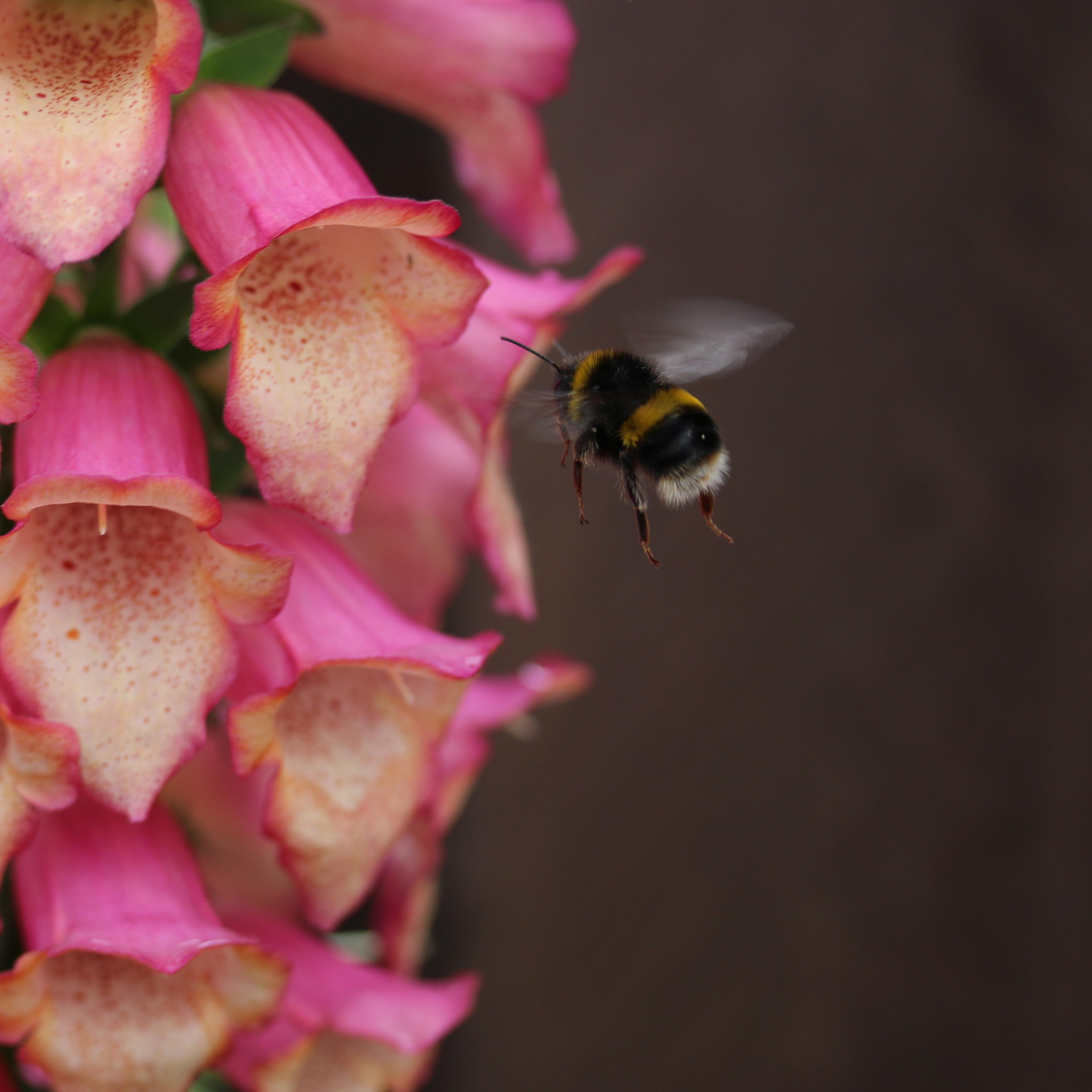 bumblebee near pink and white petaled flower closeup photography