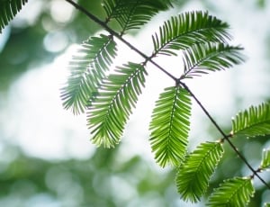 focus image on green leaf during daytime thumbnail