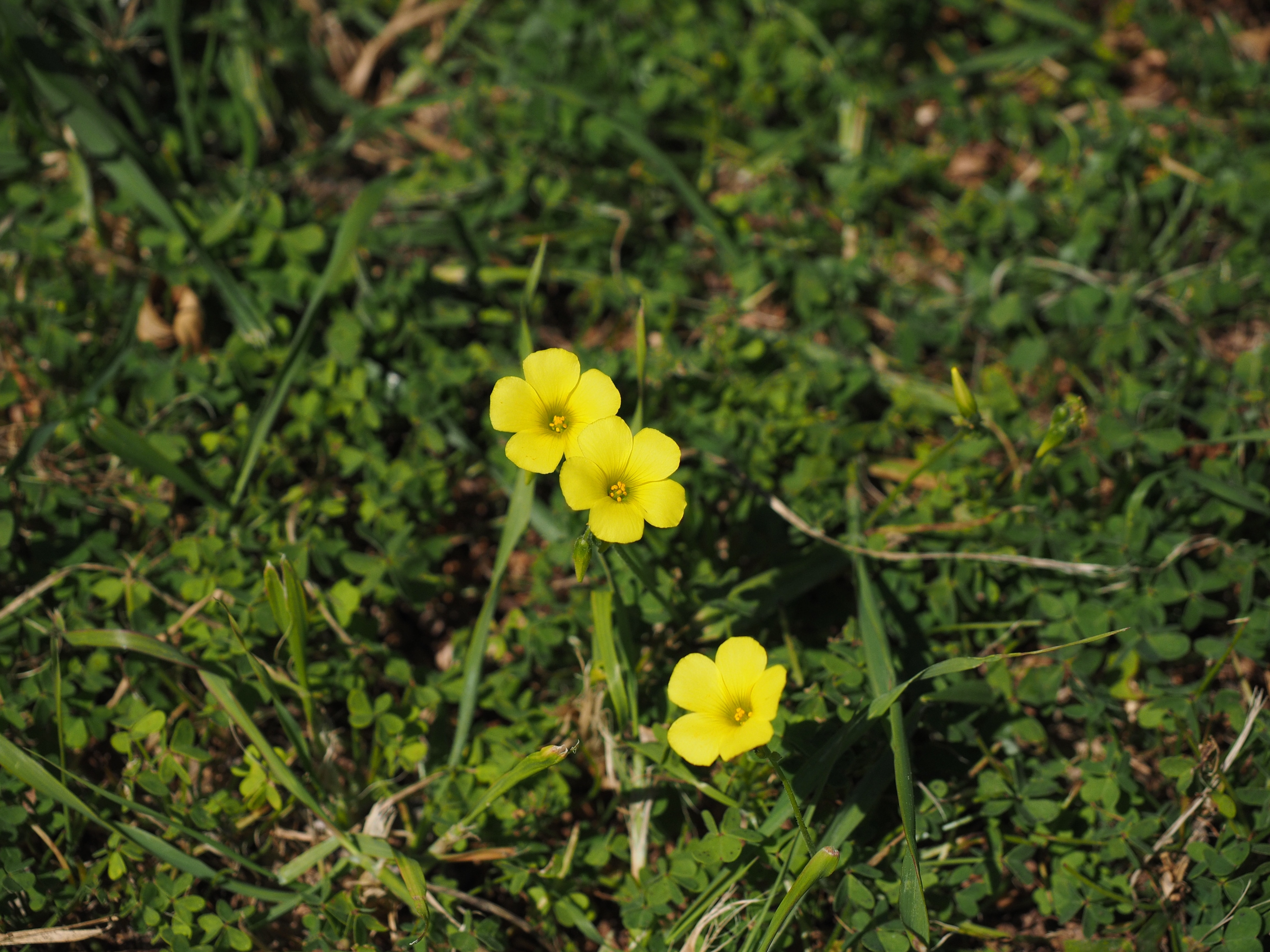 yellow Shamrock flowers closeup photography