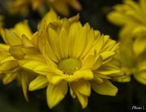 yellow daisy close up thumbnail