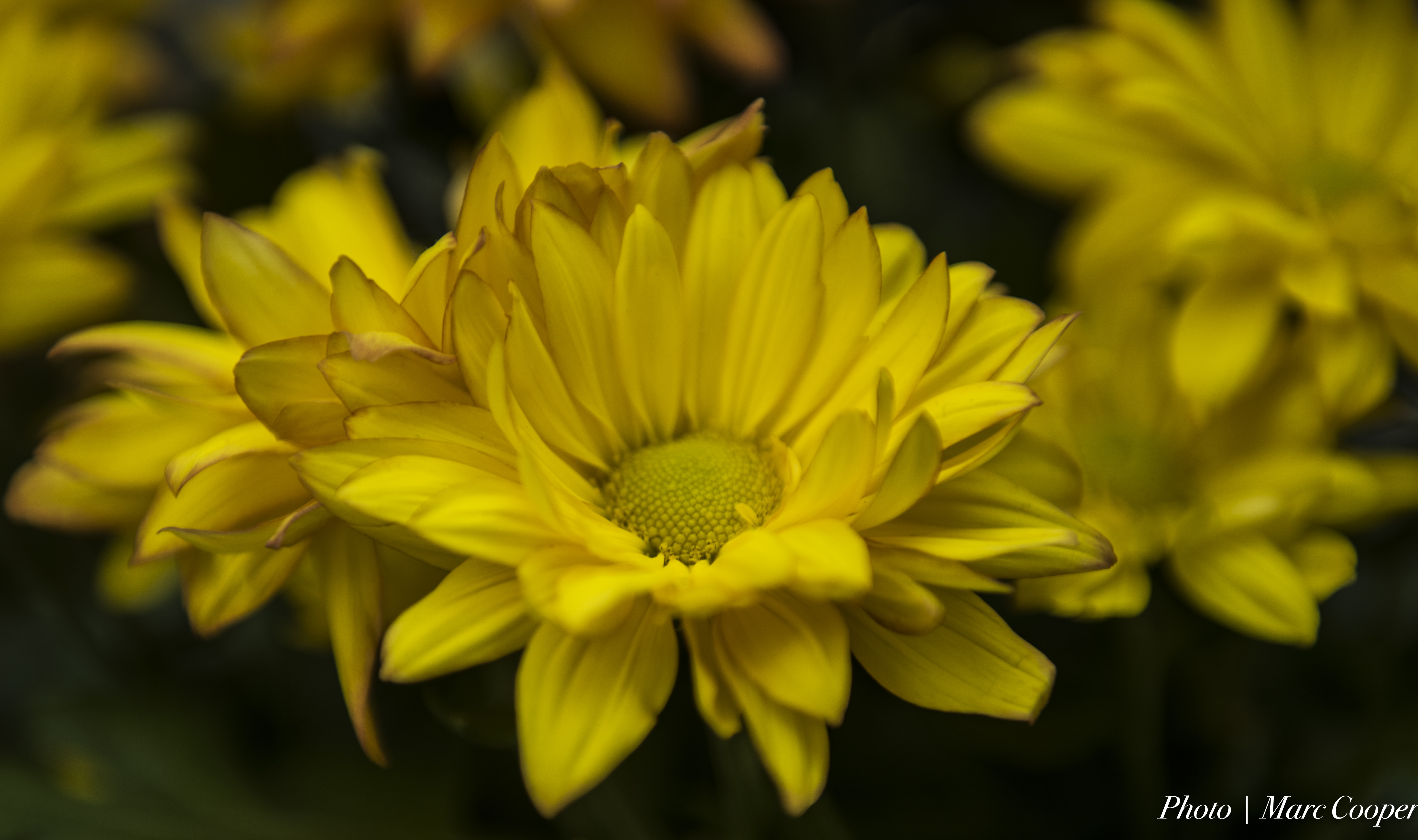 yellow daisy close up