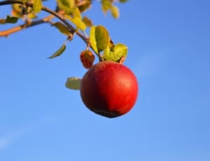 red pomegranate thumbnail