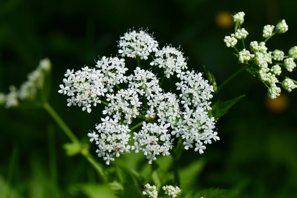 queen anne's lace preview
