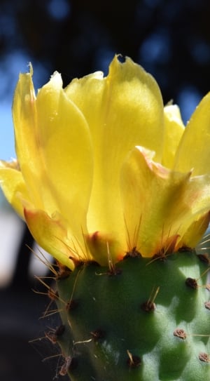 yellow indian fig cactus flower thumbnail
