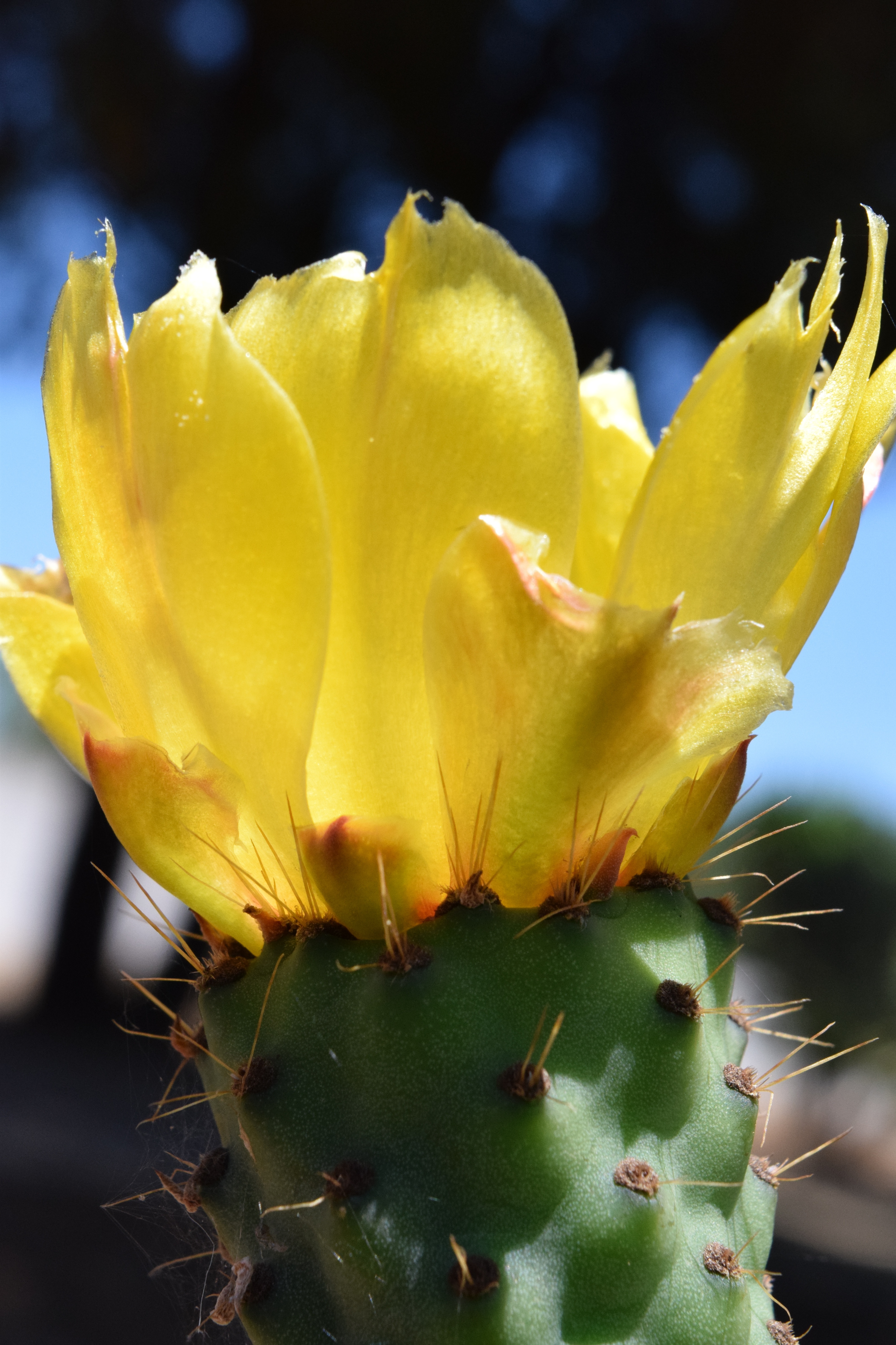 yellow indian fig cactus flower