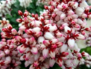 pink-red-and-white petaled flowers thumbnail