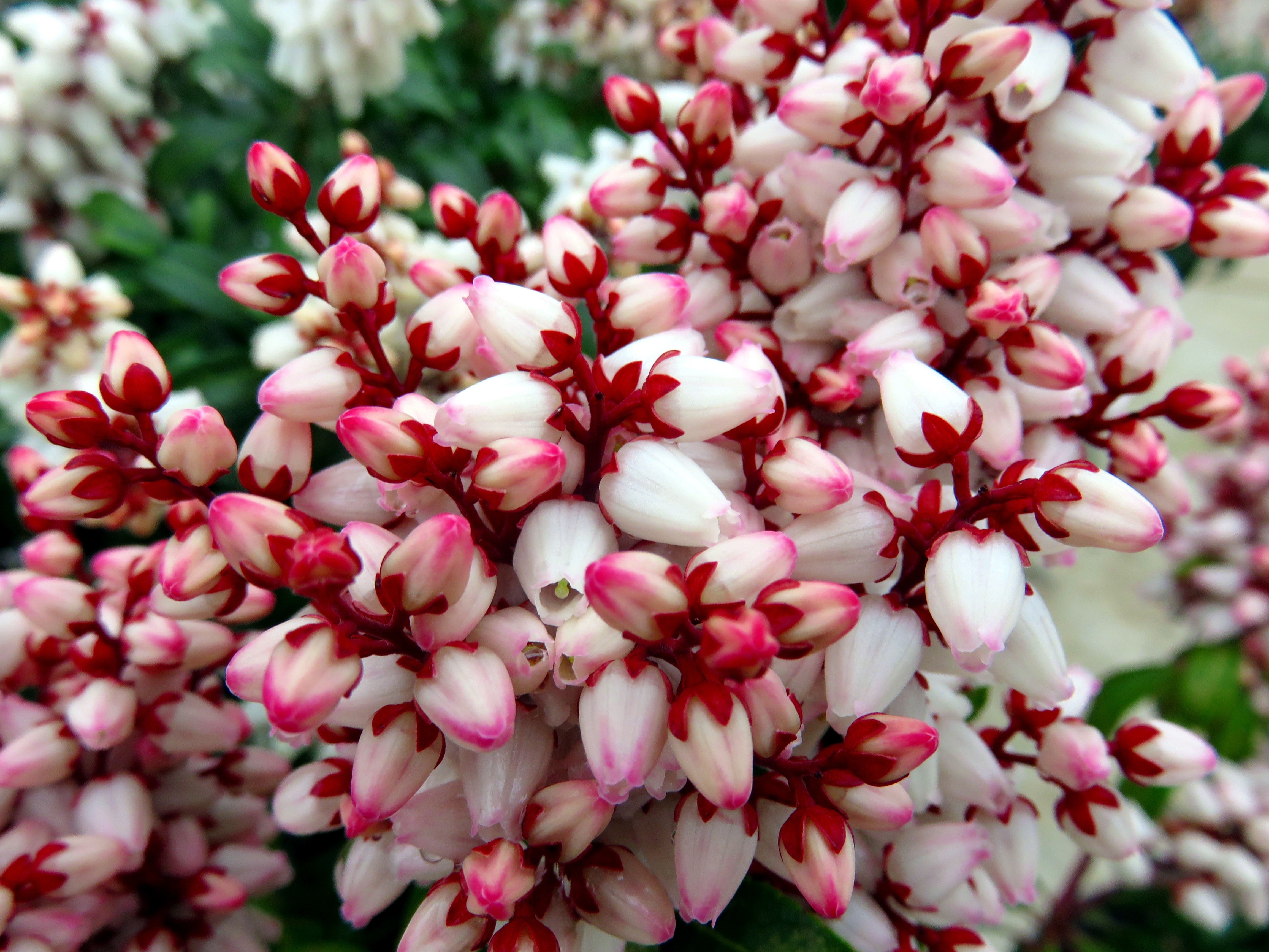 pink-red-and-white petaled flowers