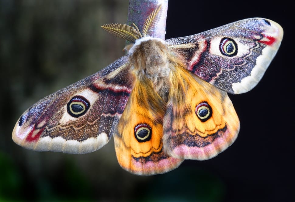 yellow pink brown and gray moth preview