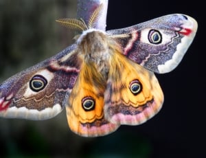 yellow pink brown and gray moth thumbnail