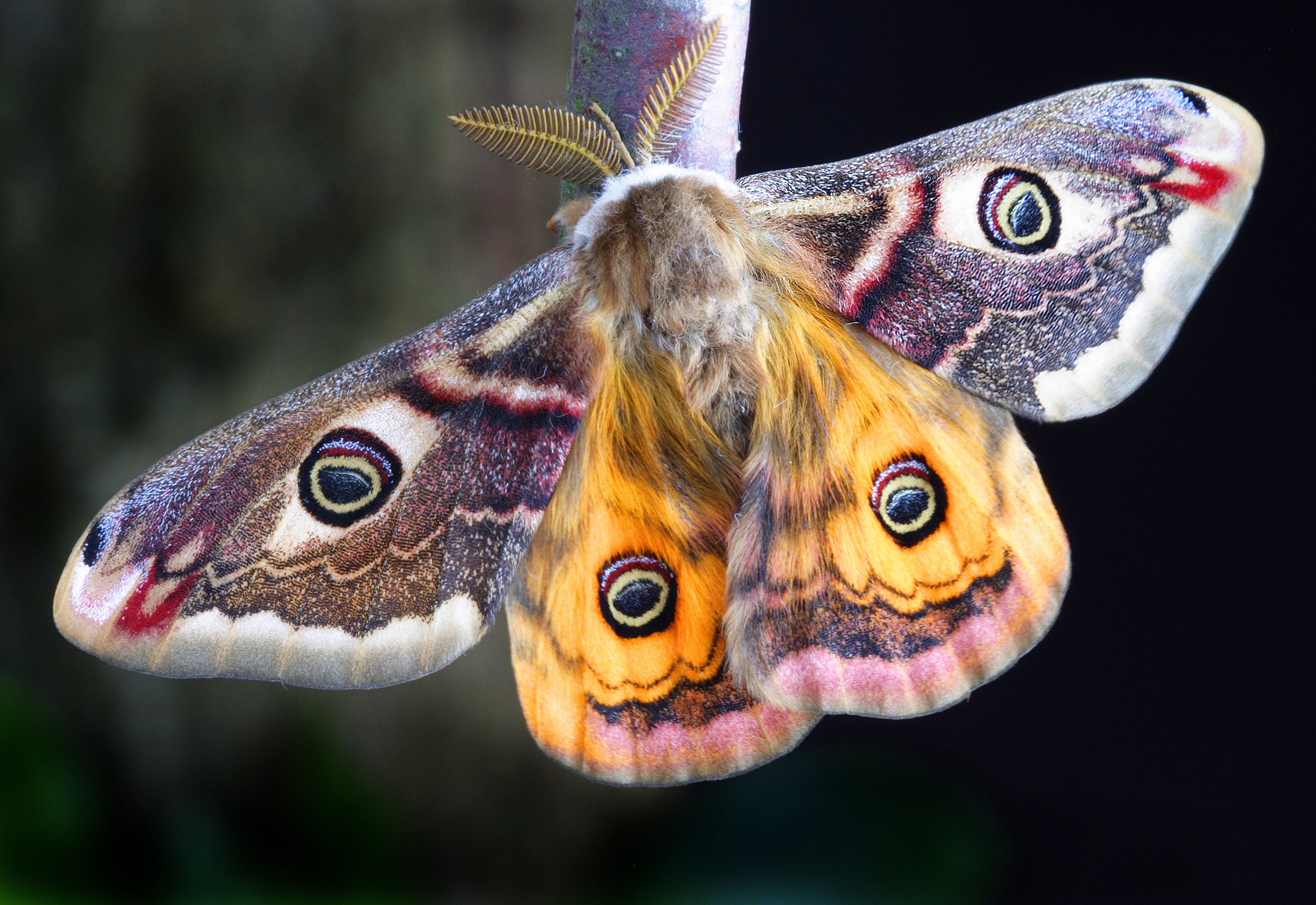 yellow pink brown and gray moth