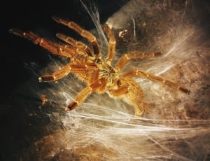 brown eight legged spider on white web thumbnail