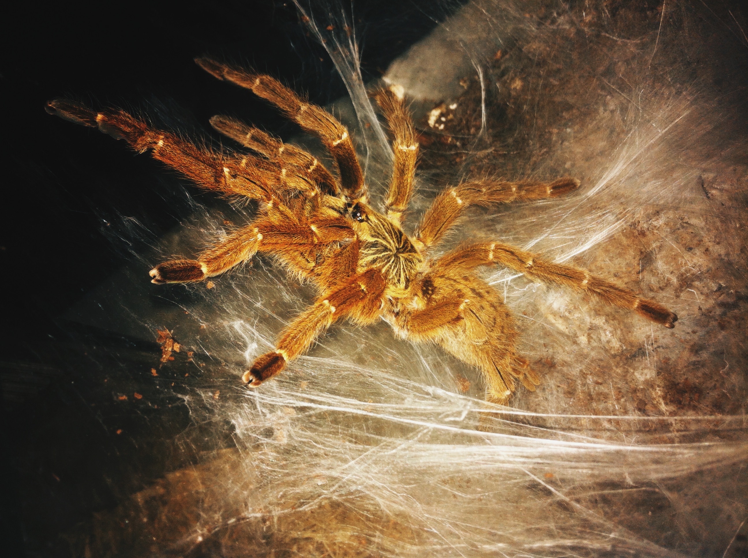 brown eight legged spider on white web