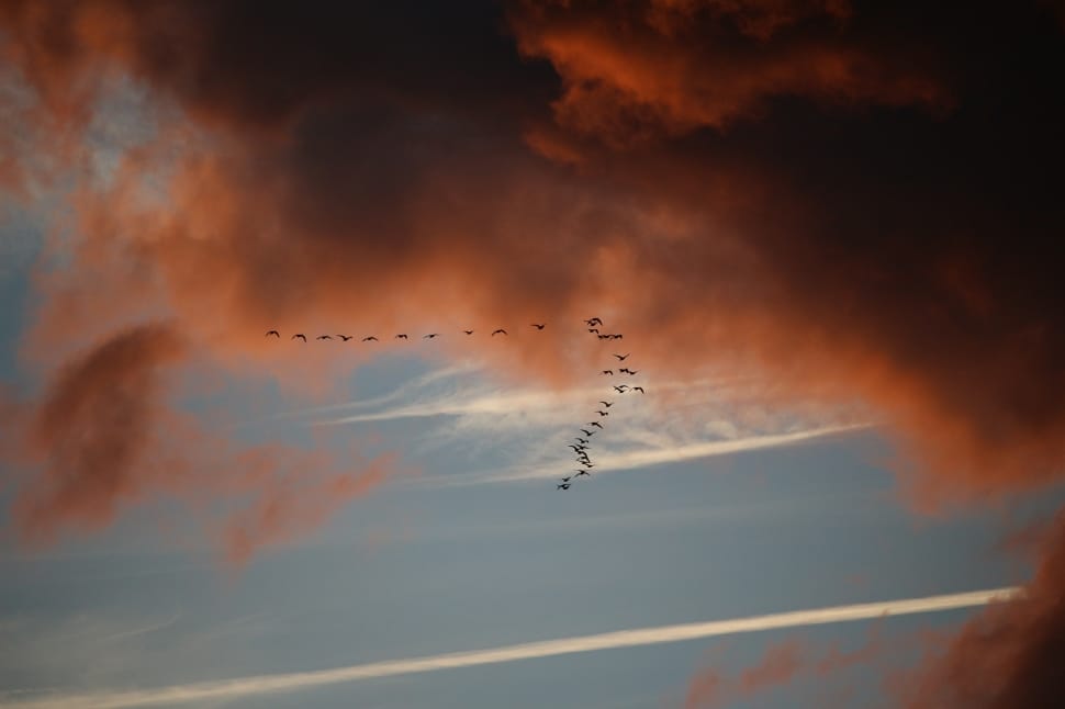 bird formation during red cloudy day preview