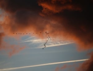bird formation during red cloudy day thumbnail