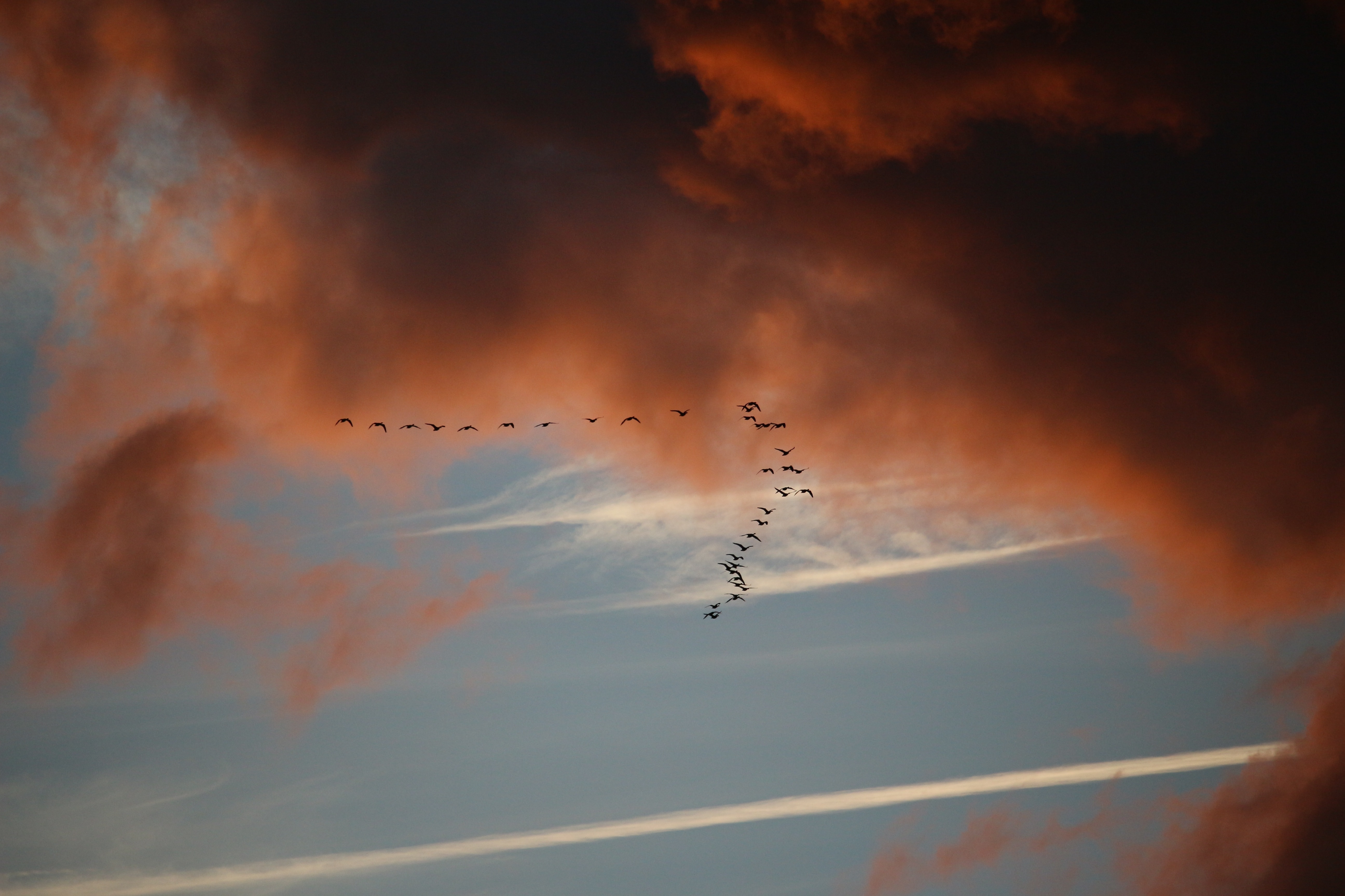 bird formation during red cloudy day